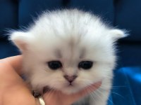 British Longhair 58 Günlük Yavru