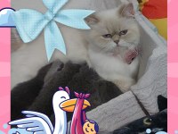 Russian blue ve british longhair kırma yavrular