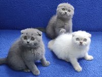 İstanbul içi 7/24 Adrese teslim scottish fold ponçikler