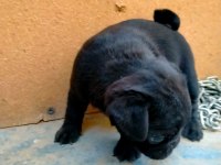 60 Günlük Dişi Orijinal Pug Yavru
