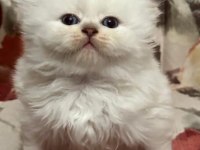 Golden tabby ve british short-longhair yavrularımız