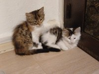 Sevimli Tekir Kedilere Yuva Arıyoruz