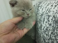 2.5 Aylık Erkek Scottish Fold Yavru