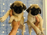 Pug mops yavruları sizleri bekliyor