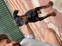 A kalite King Doberman Safkan Dişi Ve Erkek