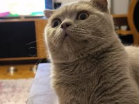 Scottish fold Behlül e iyi bakacak bir yuva arıyoruz