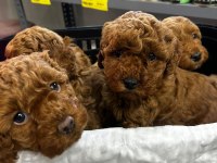 Annelerinin Altında Toy Poodle Bebekler