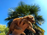 Redbrown Toypoodle 