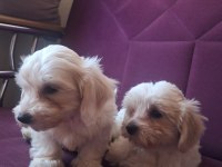 KORE MALTESE BEBEKLER