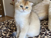 Full şecereli golden ny12 scottish fold oğlumuz