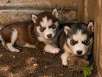 A KALİTE HUSKY YAVRULARI ANKARADAN