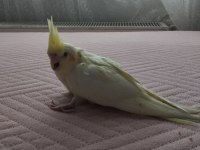 Acil satılık yeni yeme düşmüş sultan papağanı