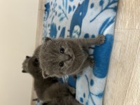 Son 2 yavru british shorthair uyguna verilecektir