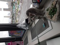 Gri tahminen 4 aylık dünyalar güzeli tekir yavrumuz
