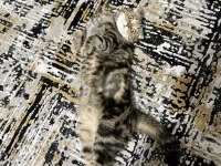 Scottish fold dişi kedimiz