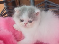 FULL SECERELI EXOTIC SHORTHAIR YAVRULAR