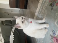 Harika bir british shorthair var