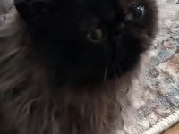 Doll Face Bebek Suratlı Egzotik İran Kedisi