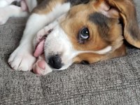 Elizabeth beagle three color safkan orijinal garantili