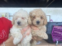 SAĞLIK IRK GARANTİLİ MALTİPOO YAVRULAR