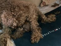 Mersin Kore Poodle Bakımlı Evde Doğmuş
