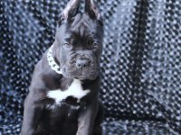 Fcı-Kıf Secereli Safkan Cane Corso Yavrularımız