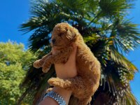 Teddy Face Toypoodle Bebekler Irkın En İyisi 