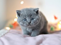 Gümüş Mucize Gri British Shorthair 