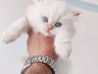 British Shorthair ve Longhair yavru ve yetişkin kediler