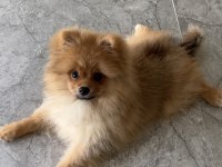 Pomeranian 1 Yaşında