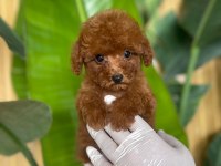Toy Poodle Bebeklerimiz Referans Yavru