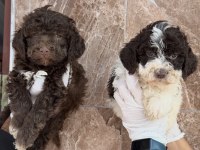 Logotto türüf mantarı köpeği yavruları 