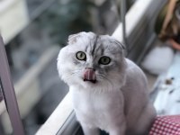 Çiftleşmek için dişi eş arıyor scottish fold