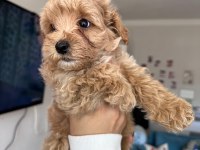 Poodle ayarında maltipoo tüy dökmez koku yapmaz uyguna