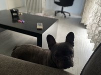 2,5 Yaşında blue dişi french bulldog