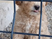 Anne altından o orjinal maltipoo bebekler