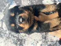 Üst Kalite Rottweiler Yavrular