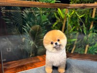 Safkan Kore Pomeranian Boo Yavrularımız