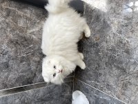 Yavru renkli gözlü pamuk gibi tüyü scottish fold