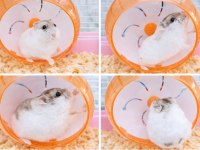 Gonzalez hamster