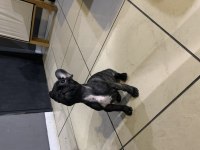 Karmaları yapılmış 2 aylık french bulldog