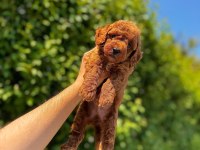 ŞAHANE TOY PODDLE(KÜTAHYA EXUMA PET CENTER)