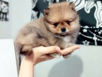 MİNİ BOY POMERANİAN YAVRULARI