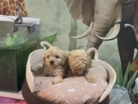 Irk Ve Sağlık Garantili Maltipoo Bebekler