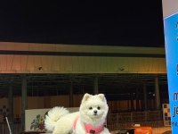 Pomeranian boo 14 aylık