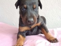 DEV DOBERMAN YAVRULARI KİNGBOY
