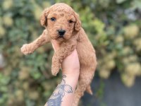 Minik Poodle Yavrular