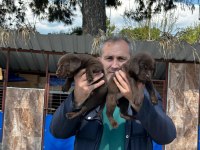 Labrador yavrularımız ruhsatlı çiftliğimizden