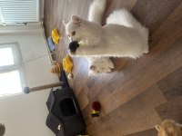 Casper dünyalar güzeli