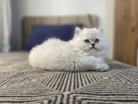 Beyaz British Longhair